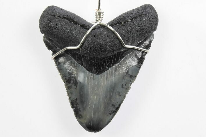 Fossil Juvenile Megalodon Tooth Necklace - Serrated #241980